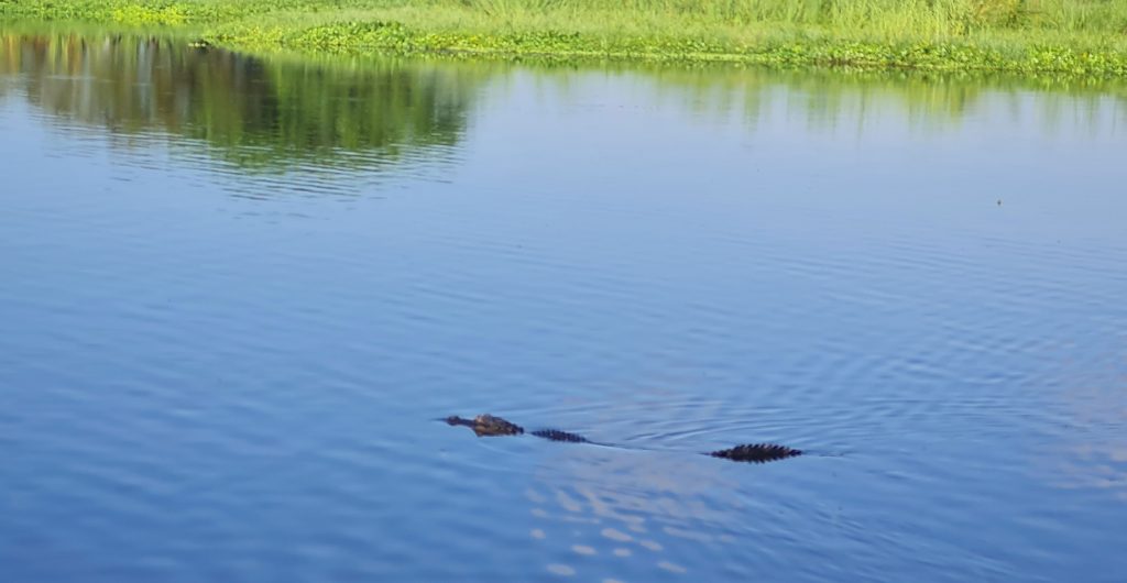 caiman-nadando-en-rio